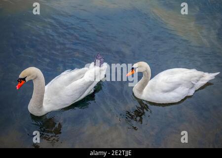 Wunderschöne weiße Schwäne schwimmen auf dem River Coln in England Stockfoto