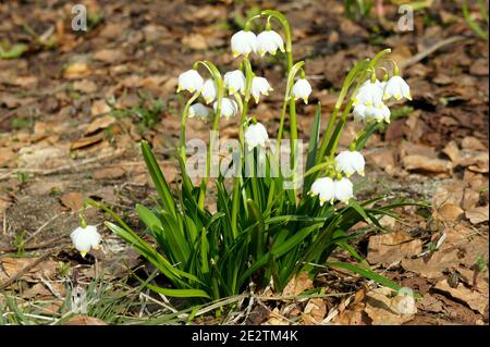 Blumen und junge Triebe der Frühlingsschneeflake auf Bokeh Hintergrund der gefallenen Blätter. Stockfoto