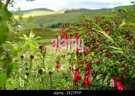 Wildblume Fuchsia wächst in der Grafschaft Donegal - Irland. Stockfoto