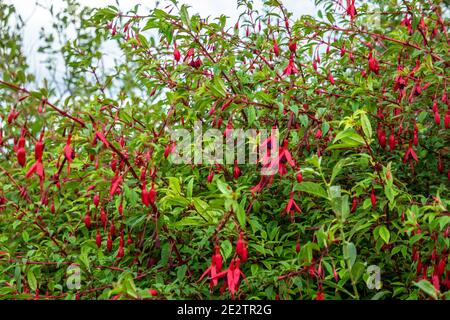 Wildblume Fuchsia wächst in der Grafschaft Donegal - Irland. Stockfoto