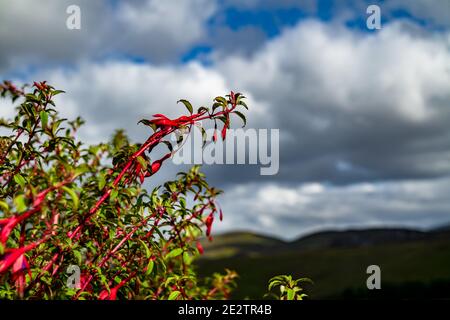 Wildblume Fuchsia wächst in der Grafschaft Donegal - Irland. Stockfoto