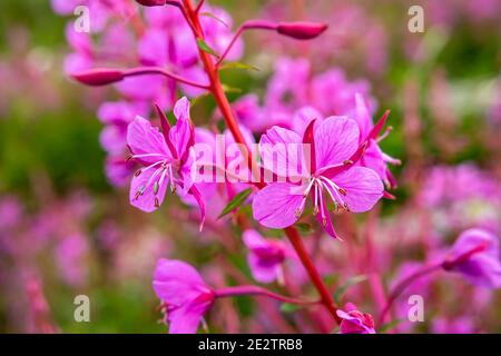 Rosebay Willowhern, Chamerion Angustifolium, in voller Blüte. Stockfoto