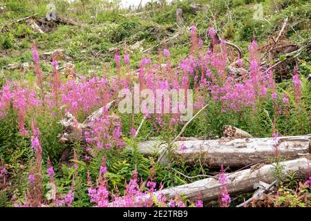 Rosebay Willowhern, Chamerion Angustifolium, in voller Blüte. Stockfoto