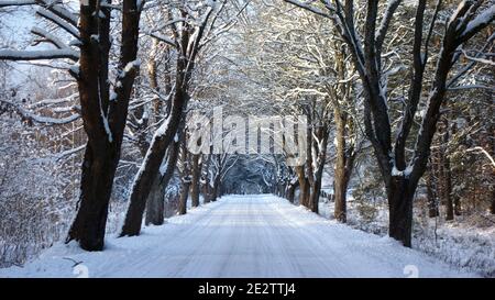 Von Bäumen gesäumten Landstrasse im winter Stockfoto