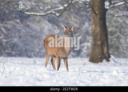 Junge Hirsche im Schnee im Studley Royal Deer Park, in der Nähe von Ripon, North Yorkshire Stockfoto