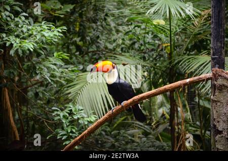 Toco Tukan im Parque das Aves, Brasilien Stockfoto