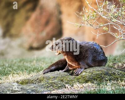 Gefleckter Nackenotter, typisch afrikanisches Wassertier, umgeben von Bäumen und Gras Stockfoto