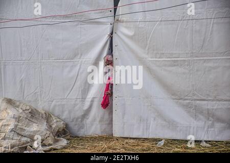 Gangasagar, Indien. Januar 2021. Ein eifriger Anhänger wird gesehen, spähen vom Zelt bei Gangasagar.Gangasagar ist ein Ort der Hindu-Pilgerfahrt, in der jedes Jahr am Tag von Makar Sankranti (14. Januar) Tausenden Hindus sich versammeln, um ein heiliges Bad an der Konvergenz des Flusses ganga und der Bucht von Bengal zu nehmen. Nach dem Eintauchen beten alle Pilger im Kapil Muni Tempel. Kredit: SOPA Images Limited/Alamy Live Nachrichten Stockfoto