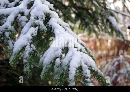 Schnee auf dem Baum Äste in der Sonne. Eine Winterschicht Abdeckung der weißen Daunendecke Pflanze. Schöne saisonale Aussicht auf die Natur. Stockfoto