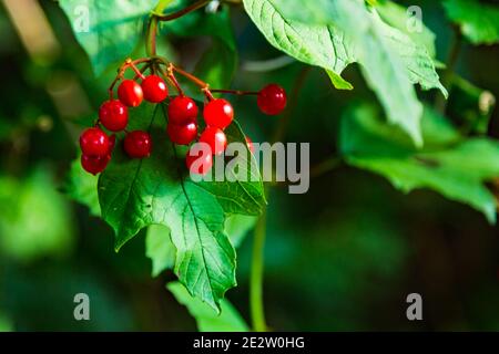 Wandern und genießen Sie die Landschaft in Dudley Stockfoto