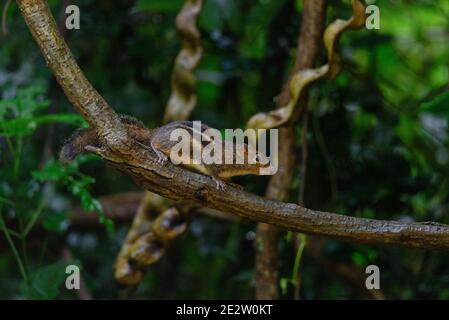 Pallas-Eichhörnchen, Callosciurus erythraeus, jagt nach Nahrung Stockfoto