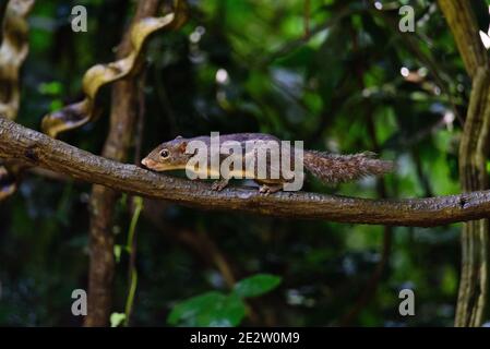 Pallas-Eichhörnchen, Callosciurus erythraeus, jagt nach Nahrung Stockfoto