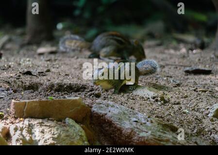 Pallas-Eichhörnchen, Callosciurus erythraeus, jagt nach Nahrung Stockfoto