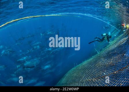 Roter Thun aus dem Atlantik, der in einem Fischernetz gefischt wird. Mittelmeer. Stockfoto