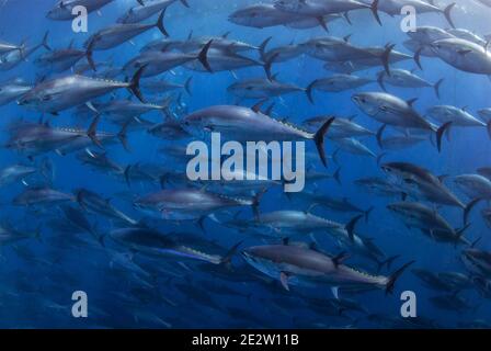 Atlantischer roter Thunfisch schwimmend. Mittelmeer. Stockfoto