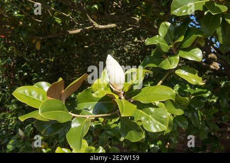 Nahaufnahme eines Herbstblütenkopfes auf einem südlichen oder Bull Bay Magnolia Strauch (Magnolia grandiflora), der in einem Garten in Rural Devon, England, UK wächst Stockfoto