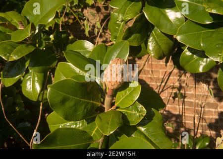 Nahaufnahme der Winterfrucht eines Bullbucht-Strauches (Magnolia grandiflora), der an einer Mauer in einem Garten in Rural Devon, England, wächst Stockfoto