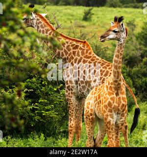 Erwachsene und Jugendliche südafrikanische Giraffen im Greater Kruger Park in der Provinz Limpopo, Südafrika. Stockfoto