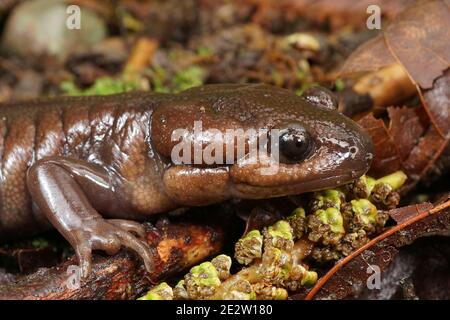 Nahaufnahme eines nordwestlichen Salamanders, Ambystoma gracile, Nordkalifornien Stockfoto