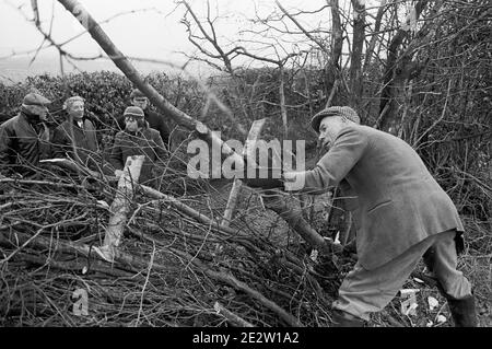 Das traditionelle Handwerk der Heckenlegung bei einem Pflügen und Hedging-Spiel, Mynyddislwyn, South Wales, 1975 Stockfoto