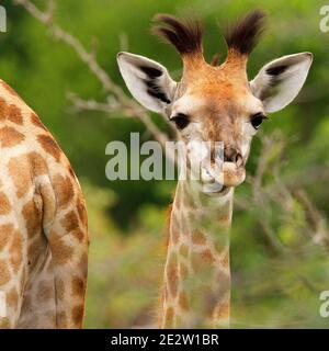 Erwachsene und Jugendliche südafrikanische Giraffen im Greater Kruger Park in der Provinz Limpopo, Südafrika. Stockfoto