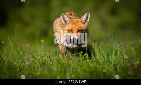 Rotfuchs mit Maus im Mund auf Lichtung im Sommer Sonnenlicht Stockfoto