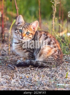 Nahaufnahme, Hintergrundbeleuchtung, selektiver Fokus von Obdachlosen traurig Grau und schwarz Kätzchen Porträt auf dem Feld. Stockfoto