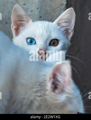 Selektiver Fokus des weißen Katzenkätzchens mit verschiedenen Augen, die sich sorgfältig hinter seiner Mutter verstecken. Kätzchen mit ungeraden Augen. Katze mit 2 verschiedenen Farben Stockfoto