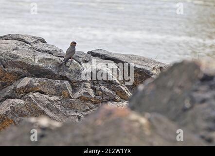 Rock Pratincole (Glareola nuchali liberiae) Erwachsene auf Felsen stehend in Fluss keuchenden Twifo Praso Brücke, Ghana Februar Stockfoto