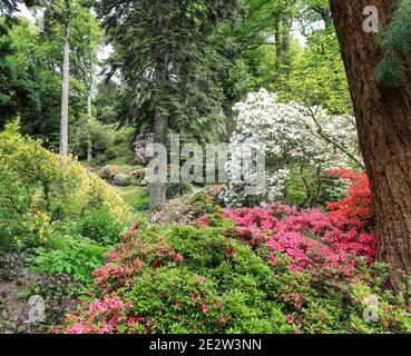 Bunte Rhododendrons und Azaleen im Frühling (Mai), Bodnant Gardens, Tal-y-Cafn, Conwy, Wales, Großbritannien Stockfoto