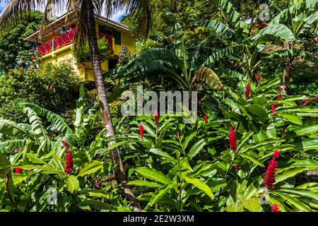 Haus im dichten Wald auf Grenada Stockfoto