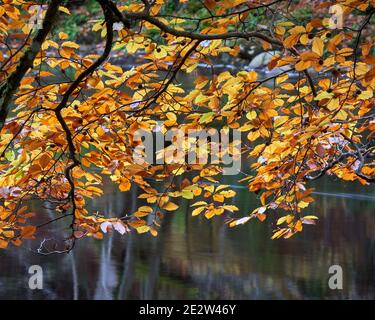 Buchenblätter und der Fluss Findhorn, in der Nähe von Randolphs Leap, Logie, Moray, Schottland Stockfoto