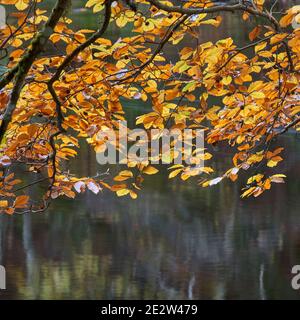 Buchenblätter und der Fluss Findhorn, in der Nähe von Randolphs Leap, Logie, Moray, Schottland Stockfoto