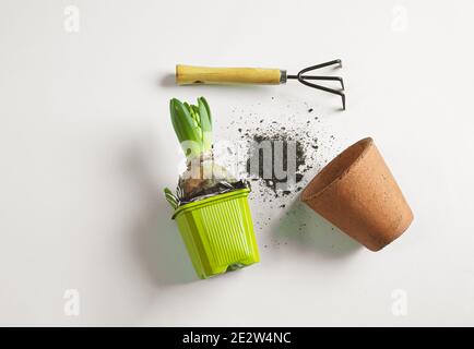 Ein kleiner Sproß aus Frühlingsblume bereit für die Transplantation in einem Keramiktopf auf dem weißen Tisch, gaderning und Frühjahr Konzept, Draufsicht Stockfoto