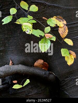 Buche, Nahaufnahme auf Stamm und einige Blätter. Clackmannanshire, Schottland. Stockfoto