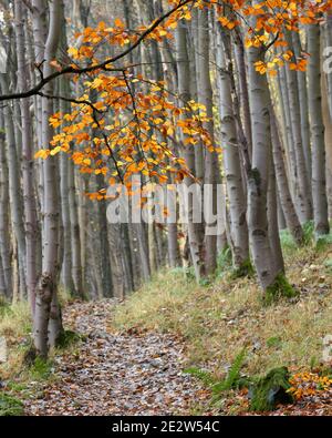 Pfad durch Wood Hill Wood, Alva, Ochil Hills, Clackmannanshire, Schottland. Stockfoto
