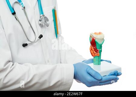 Der Endokrinologe hält ein Modell der Schilddrüse in den Händen, Nahaufnahme. Konzept Diagnostik und Behandlung von Autoimmunerkrankungen der Schilddrüse. Weißer Hintergrund Stockfoto