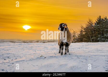 Preston, Lancashire, Großbritannien. Januar 2021. Goldenes Fleece. Ein Swaledale ewe bei Sonnenuntergang auf den verschneiten Lancashire Fjälls in der Nähe von Preston. Kredit: John Eveson/Alamy Live Nachrichten Stockfoto