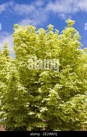 Attraktive bunte Laub von Acer platanoides 'drmmondii' wächst in ein Engliischer Garten Stockfoto