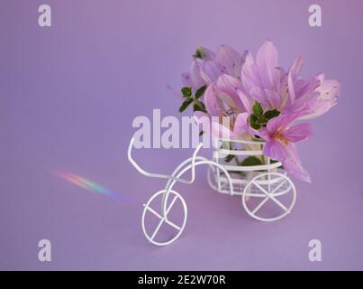 Weißes Souvenir-Fahrrad trägt ein Bouquet von Krokussen (colchicum) in einem Korb auf einem lila Hintergrund. Geburtstagskarte, Muttertag mit Liebe. Atmosphäre Stockfoto