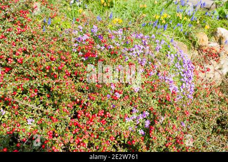 Mehrjährige Pflanzen kleiden eine Gartenwand in einem englischen Garten mit roten Beeren auf Cotoneaster; Aubretia und Frühlingszwiebeln in Blüte Stockfoto