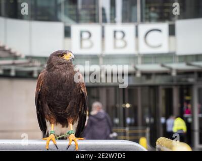 London, Großbritannien - 15. Januar 2021: Ein Harris-Falke (Parabuteo unicinctus) vor dem BBC Broadcasting House in Zentral-London. Der Vogel, Lightnin genannt Stockfoto