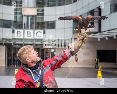 London, Großbritannien - 15. Januar 2021: Ein Harris-Falke (Parabuteo unicinctus) und sein Falkner Matt vor dem BBC Broadcasting House in Zentral-London. Stockfoto