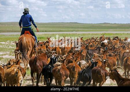 Mongolischer Ziegenhirte / mongolischer Hirte / Ziegenhirte zu Pferd Ziegenhirte in der Wüste Gobi, Südmongolei Stockfoto
