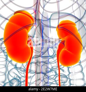 Human Harn System Nieren mit Blase Anatomie für Medical Concept 3D Illustration Stockfoto