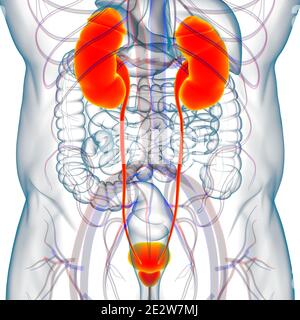 Human Harn System Nieren mit Blase Anatomie für Medical Concept 3D Illustration Stockfoto