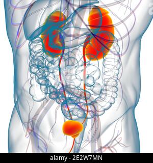 Human Harn System Nieren mit Blase Anatomie für Medical Concept 3D Illustration Stockfoto