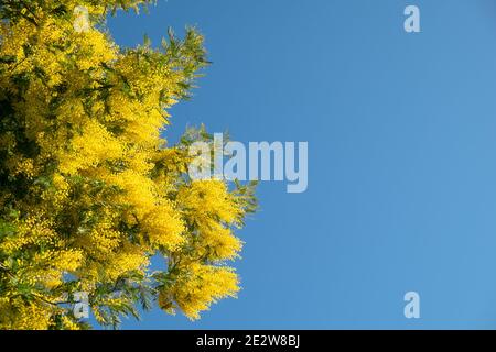 Blühende Akazie dealbata Mimosa Baum gegen blauen wolkenlosen Himmel an sonnigen klaren Tag. Platz für Ihren Text, Platz zum Kopieren, Seitenansicht. Horizontal. Frühlingsmeer Stockfoto