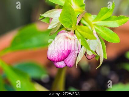 Eine Makroaufnahme einer violetten, doppelten ellen-Hellebore-Blütenknospe. Stockfoto
