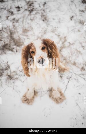 Porträt eines Spanielhundes mit Stammbaum in Gras und Schnee. Netter Hund schaut auf Kamera, Winter Outdoor-Szene Stockfoto